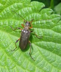 Cortodera humeralis