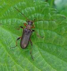 Cortodera humeralis