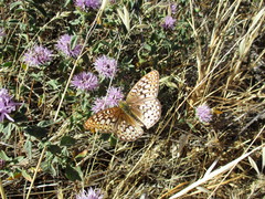Speyeria callippe comstocki