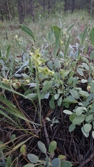 Salvia absconditiflora