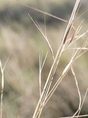 Aristida leptopoda