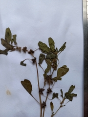 Amaranthus macrocarpus