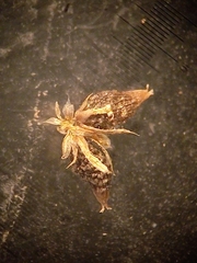 Amaranthus macrocarpus