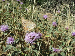 Speyeria callippe comstocki