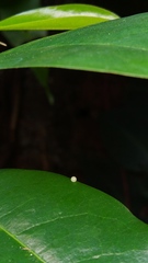 Graphium agamemnon