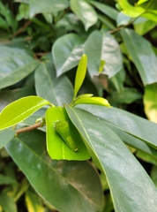 Graphium agamemnon