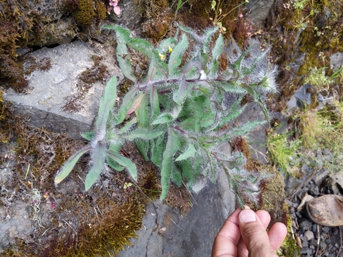 Image of Hieracium longiberbe by (c) Ken-ichi Ueda, some rights reserved (CC BY)