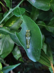 Papilio memnon