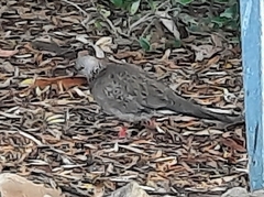 Streptopelia chinensis