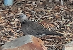 Streptopelia chinensis