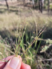 Digitaria divaricatissima