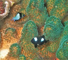 Pocillopora aliciae