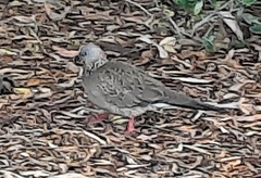 Streptopelia chinensis
