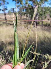 Digitaria divaricatissima