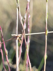 Digitaria divaricatissima