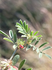 Indigofera linnaei