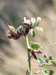 Indigofera linnaei