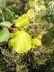 Magnoliopsida