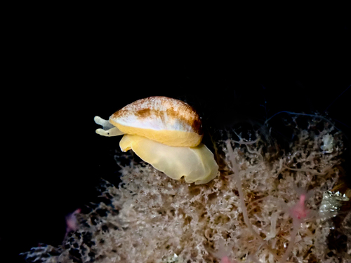 oblique lamellaria