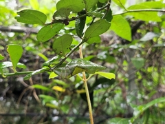 Papilio memnon heronus