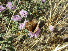 Speyeria callippe comstocki