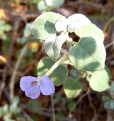 Barleria heterotricha