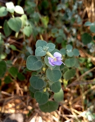 Barleria heterotricha