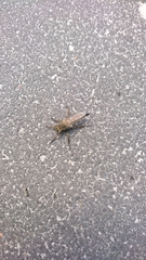 Eutolmus rufibarbis
