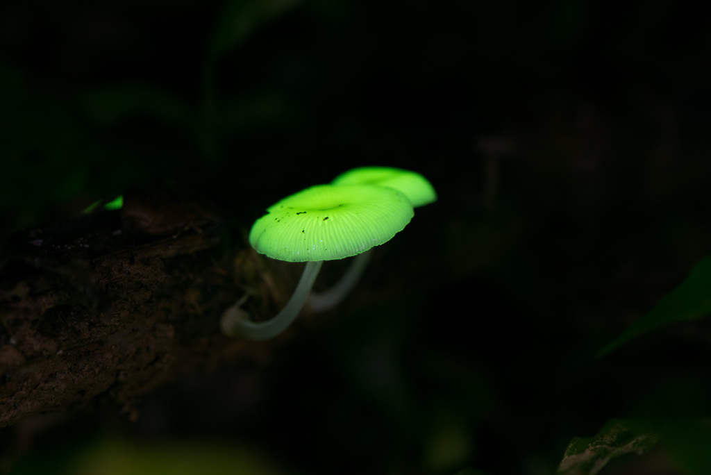 Mycena chlorophos · June 2018 · photo: © mutolisp (iNaturalist, cc-by)