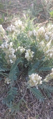 Oxytropis candicans