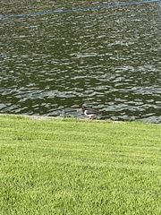 Haematopus ostralegus