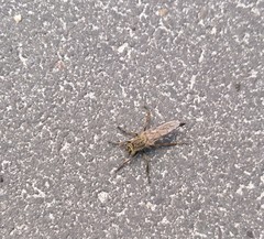 Eutolmus rufibarbis