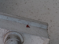 Arctioblepsis rubida