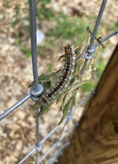Malacosoma constricta