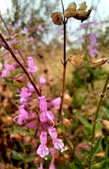 Syncolostemon canescens