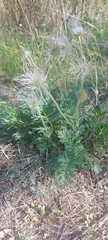 Pulsatilla ambigua