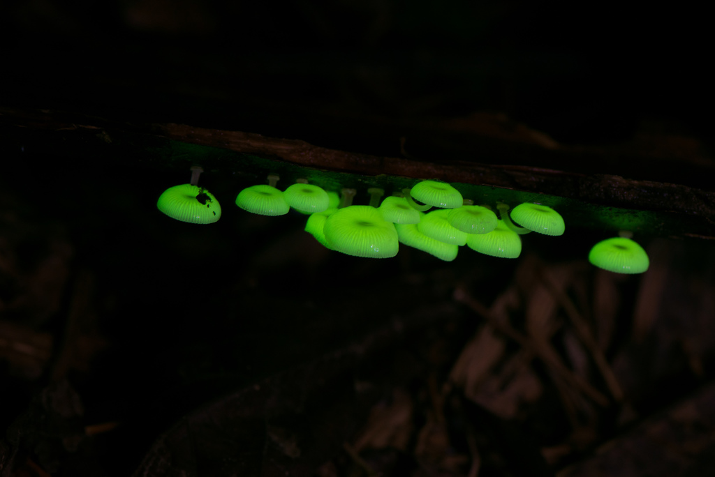 Mycena chlorophos · June 2018 · photo: © mutolisp (iNaturalist, cc-by)