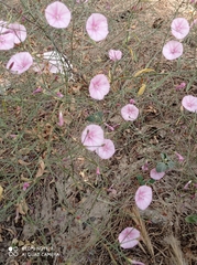 Convolvulus dorycnium