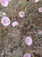 Convolvulus dorycnium