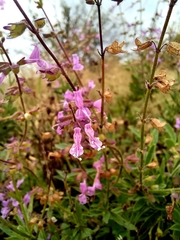 Syncolostemon canescens