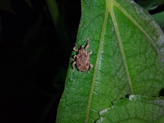 Phelypera distigma image