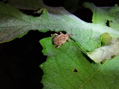 Phelypera distigma image