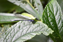 Bayadera brevicauda