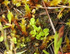 Lysimachia minima
