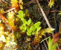 Lysimachia minima