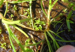 Lysimachia minima