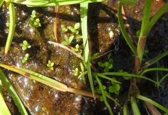 Lysimachia minima