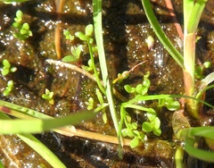 Lysimachia minima