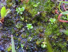Lysimachia minima