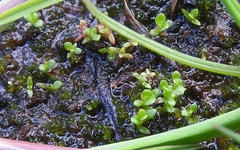 Lysimachia minima